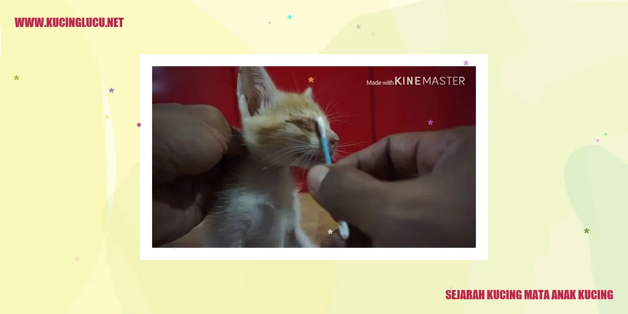 Kucing mata anak kucing