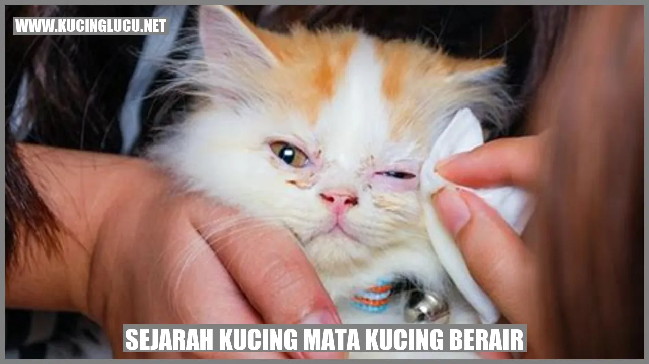 Kucing Mata Kucing Berair