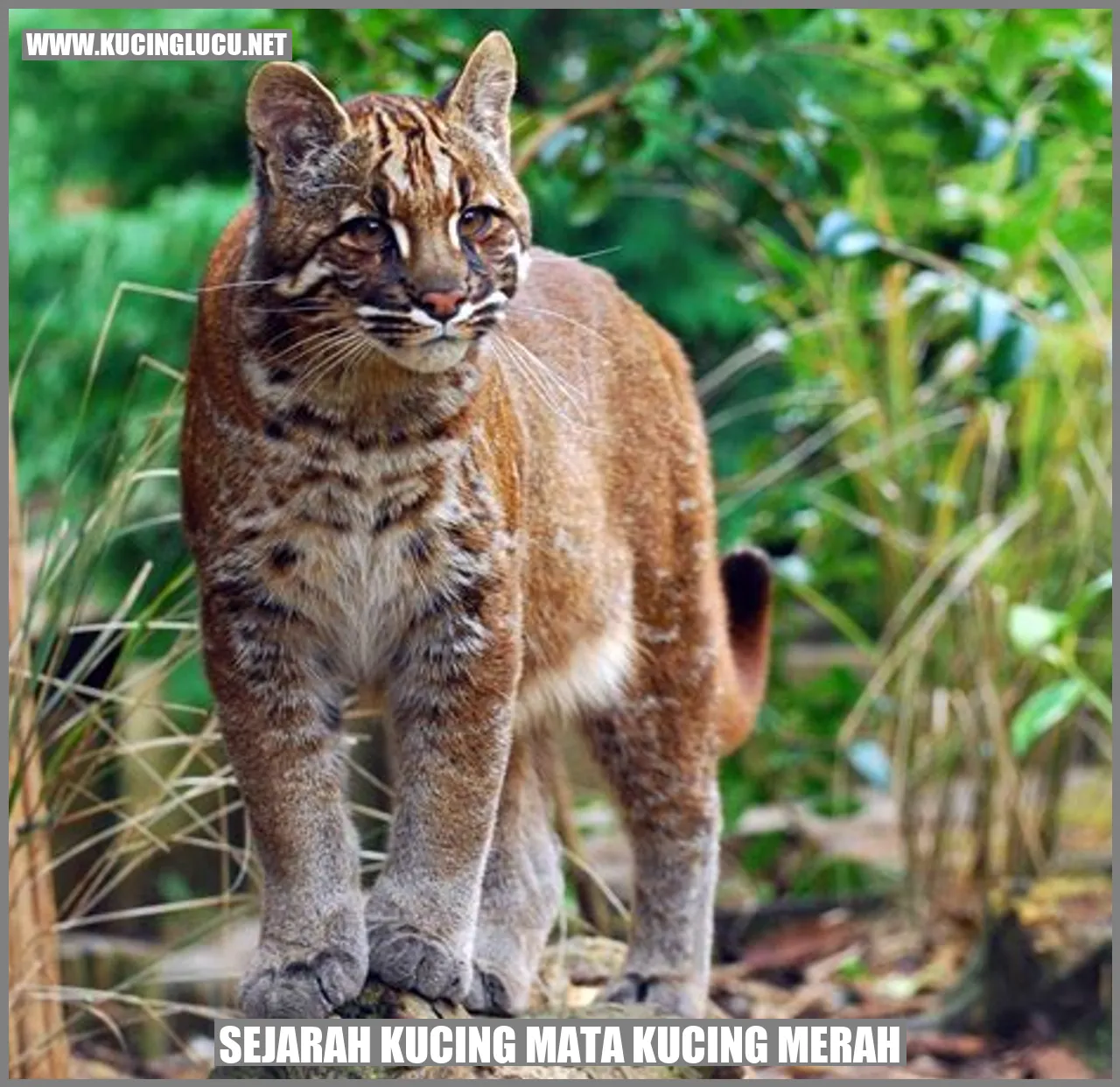 Kucing Mata Kucing Merah