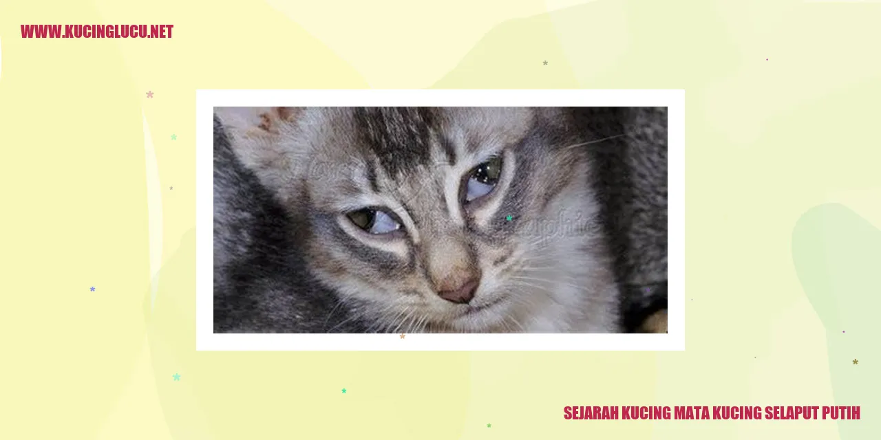 Gambar Kucing Mata Kucing Selaput Putih