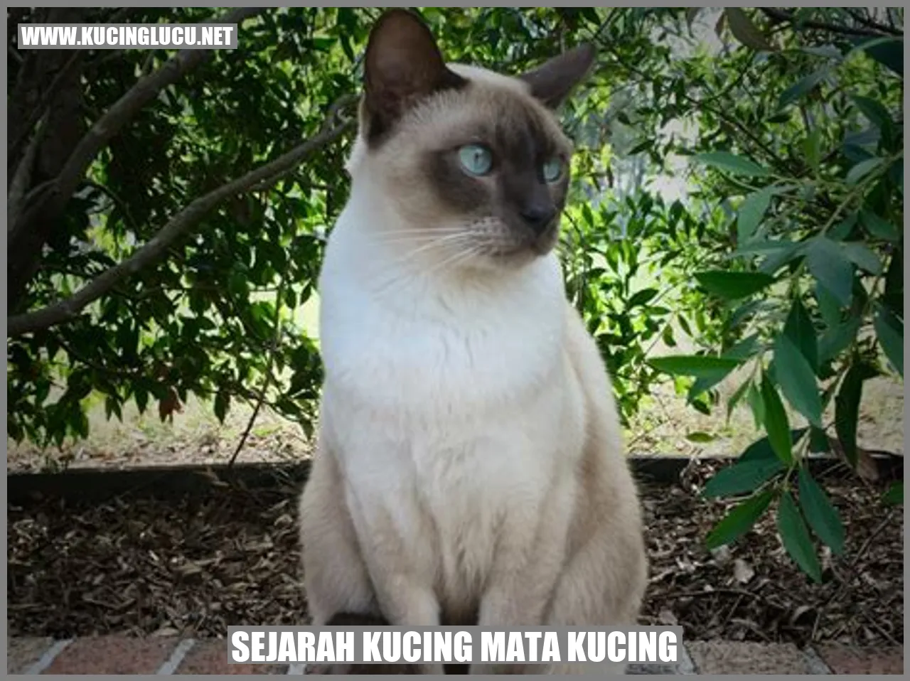 Sejarah Kucing Mata Kucing