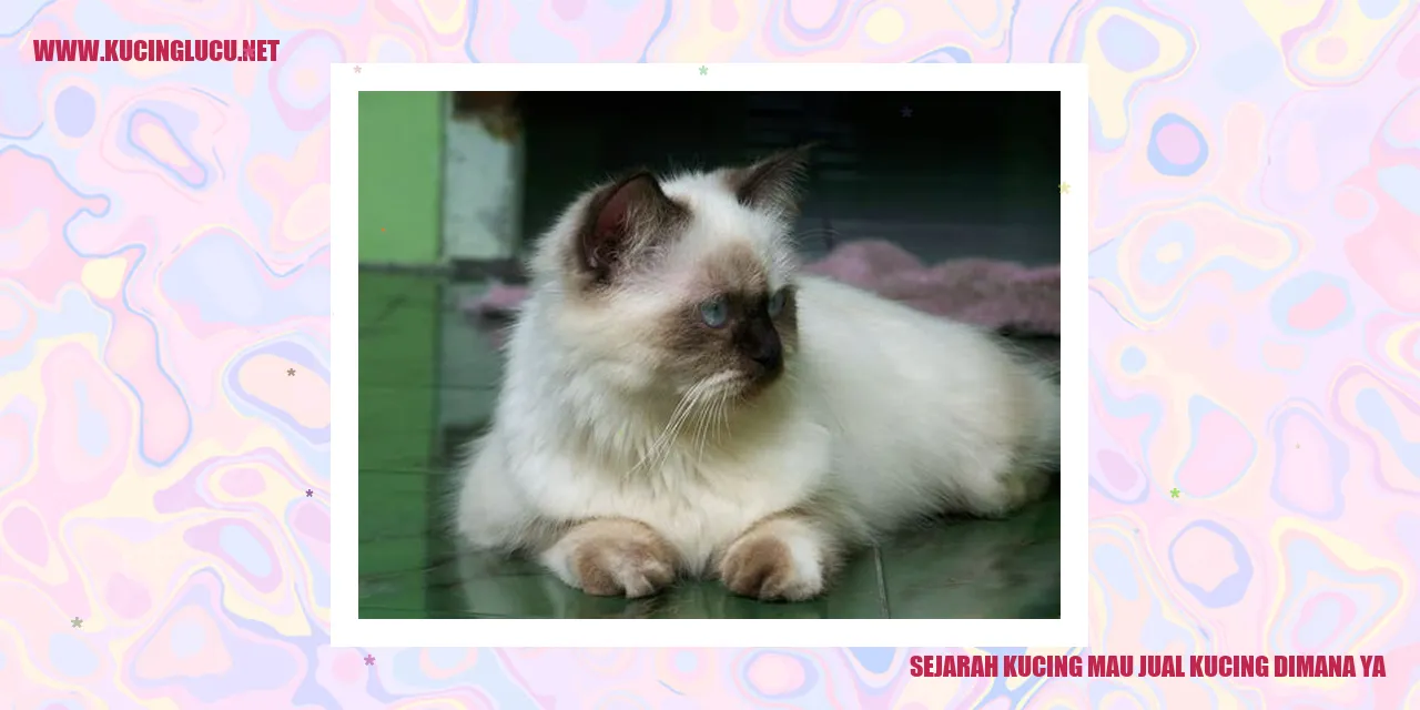 Kucing