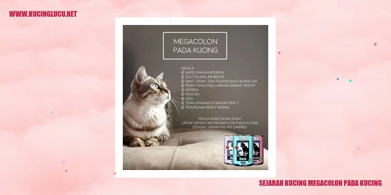 Gambar ilustrasi kucing megacolon