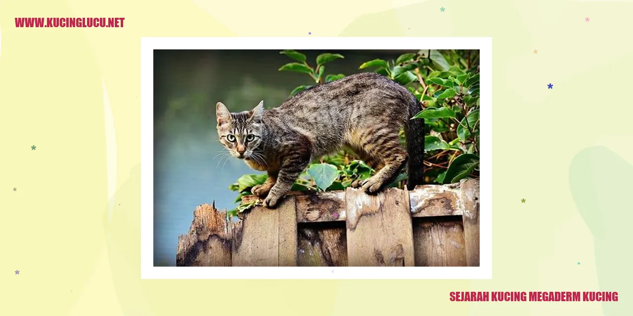 Gambar Kucing Megaderm