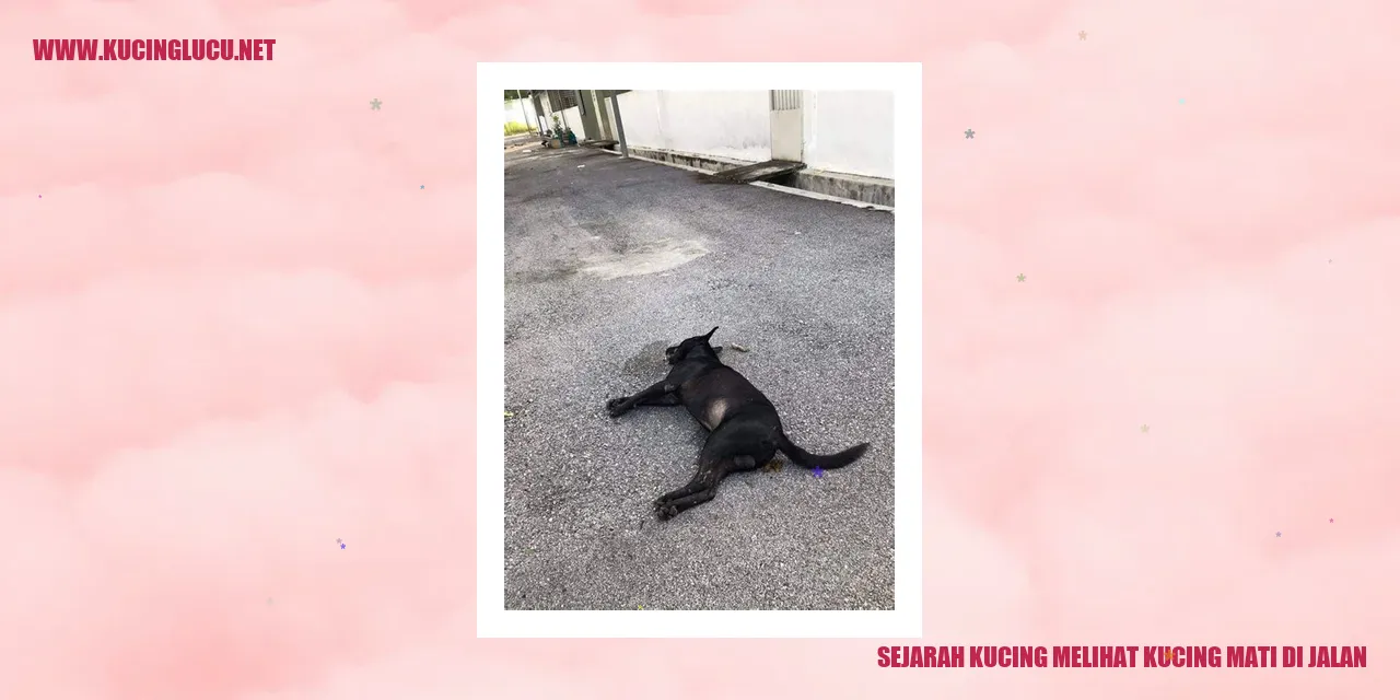 Sejarah Kucing melihat kucing mati di jalan