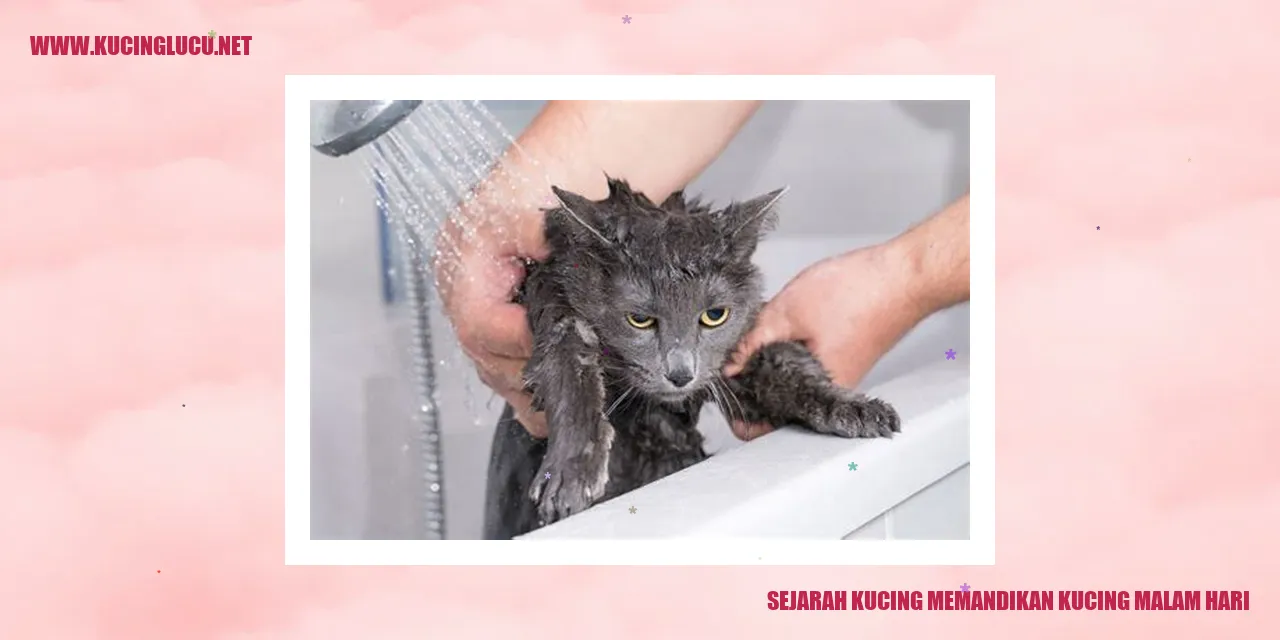 Gambar Sejarah Kucing Memandikan Kucing Malam Hari