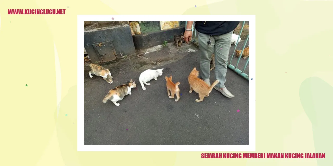 Gambar kucing jalanan