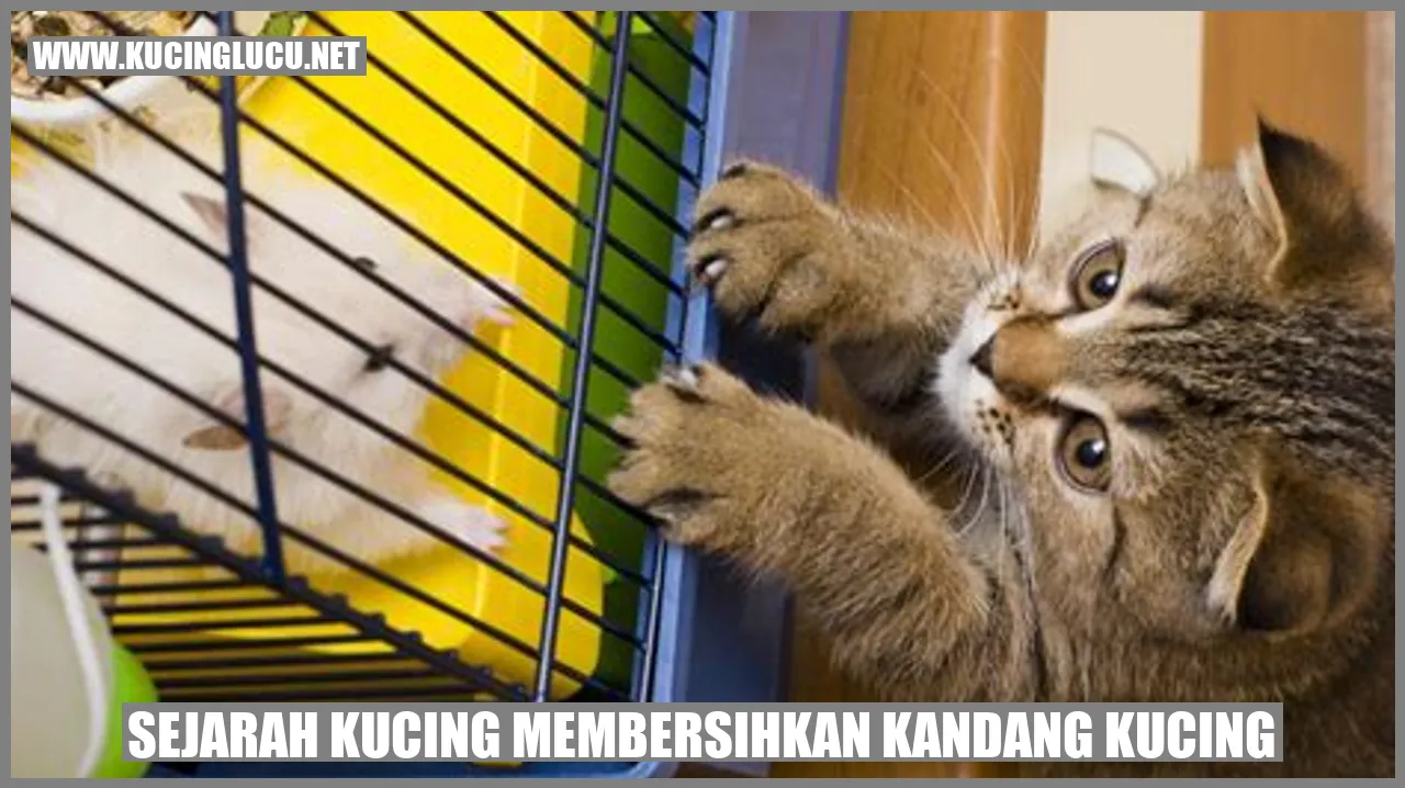 Kucing membersihkan kandang kucing
