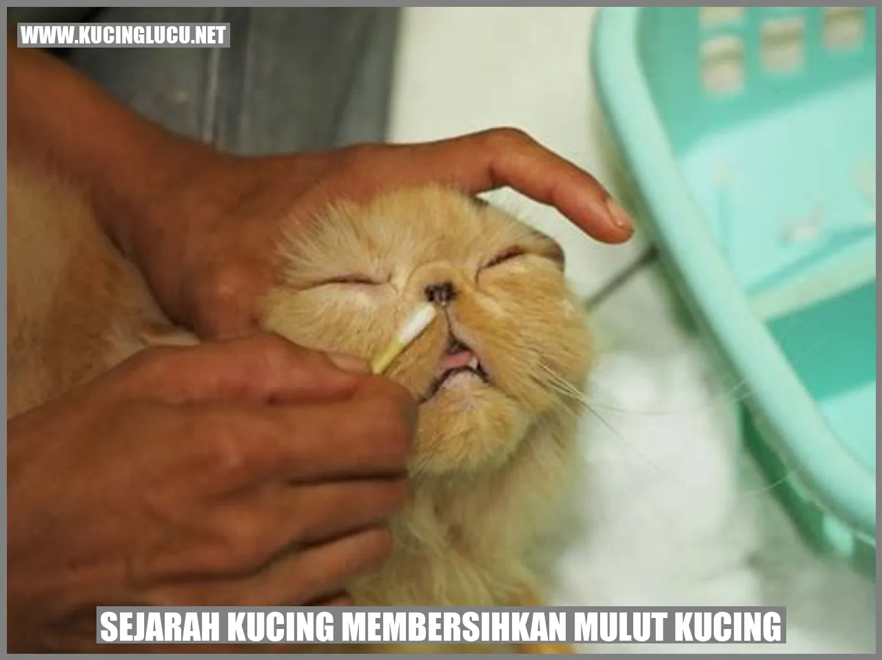 Sejarah Kucing Membersihkan Mulut Kucing