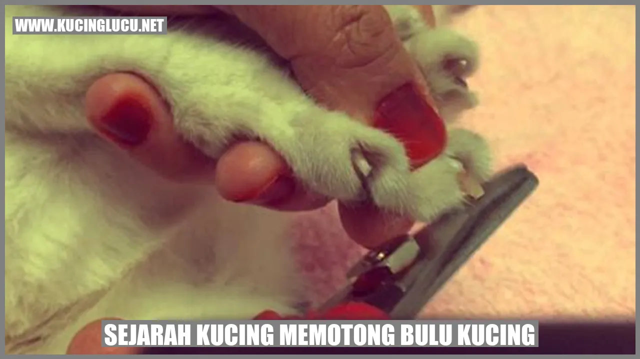 Sejarah Memotong Bulu Kucing