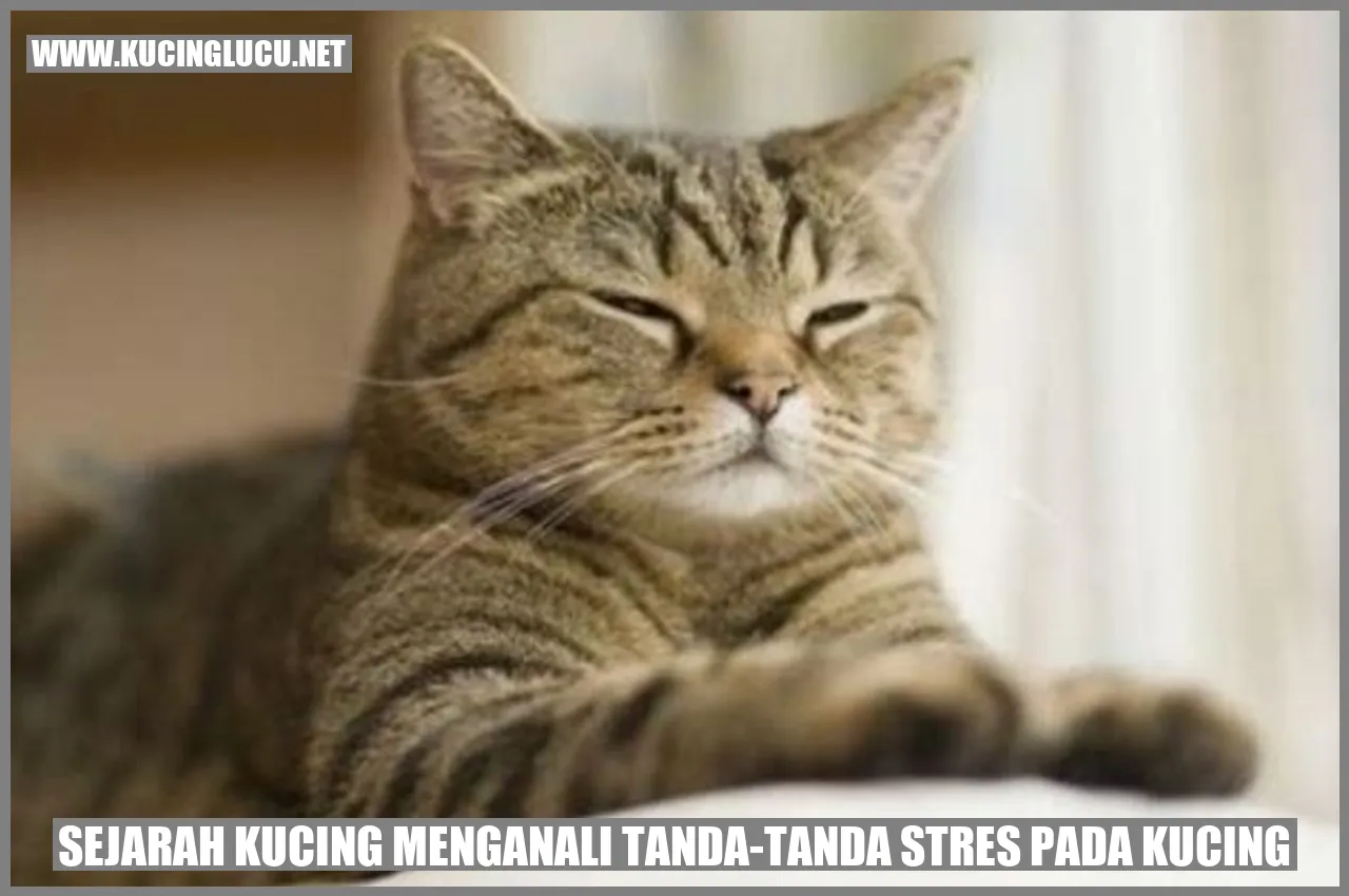 Sejarah Kucing menganali tanda-tanda stres pada kucing