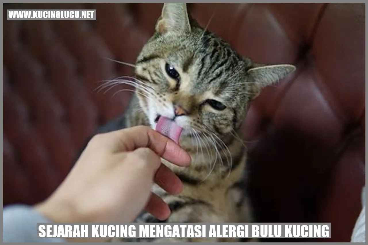 Kucing Mengatasi Alergi Bulu Kucing