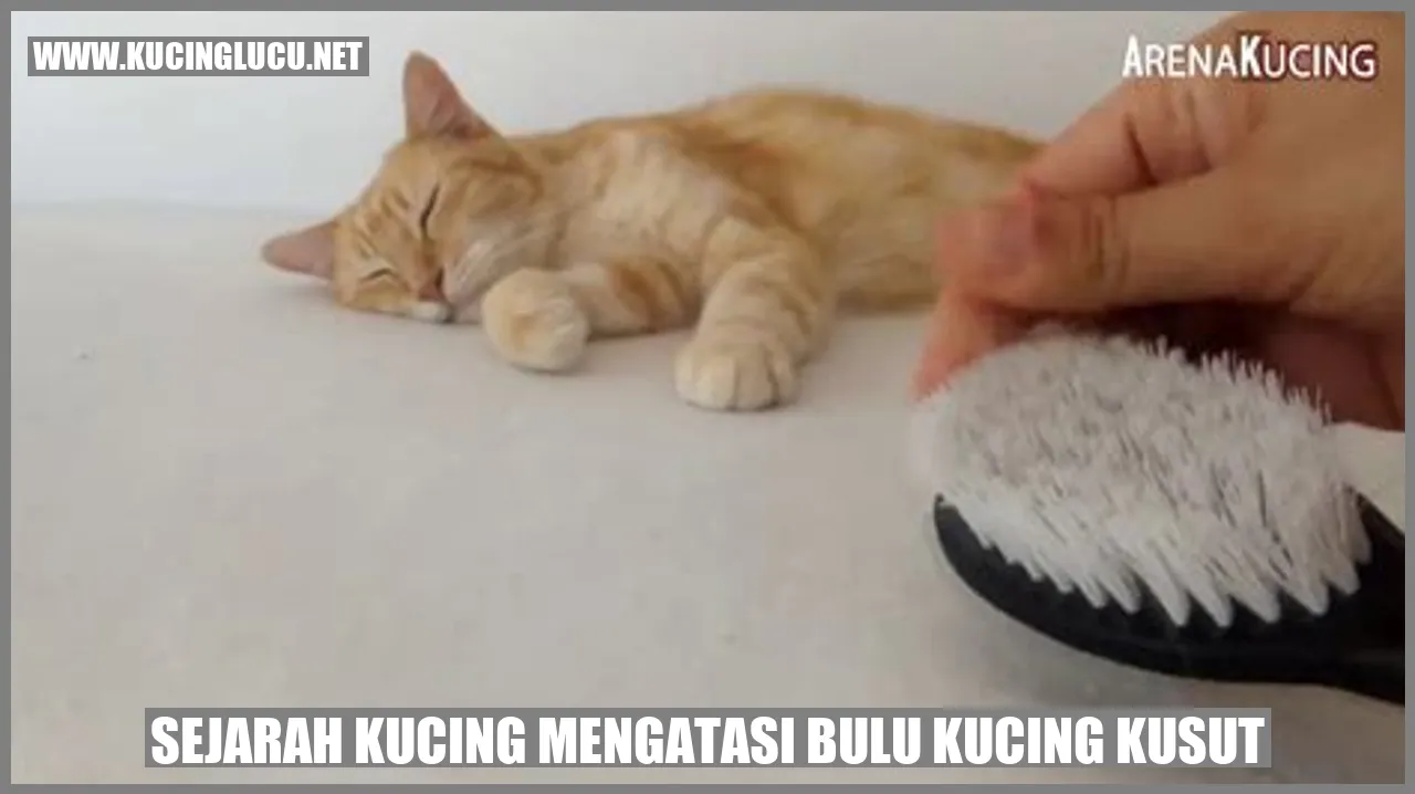 Sejarah Peningkatan Bulu Kucing yang Memperlancar Tatahan Bulu Kucing