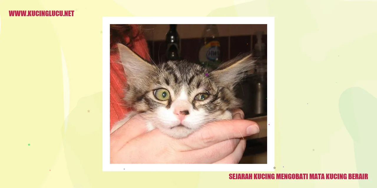 gambar kucing yang sedang merawat matanya
