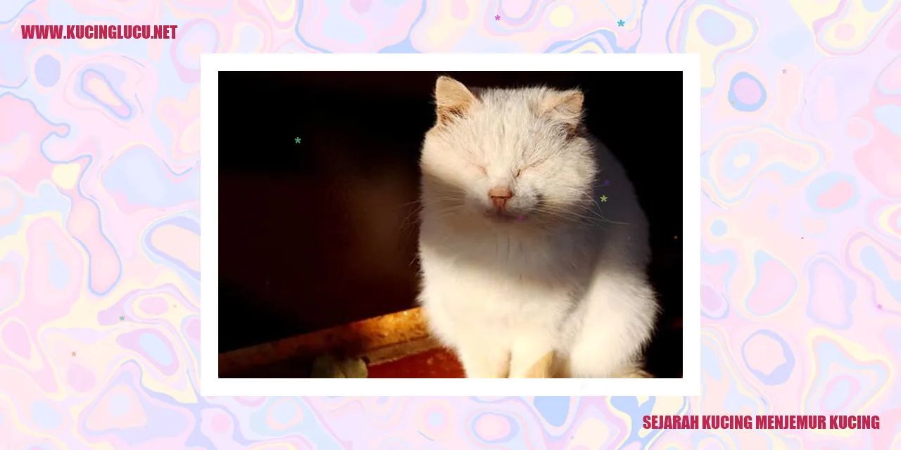 gambar kucing menjemur di bawah matahari