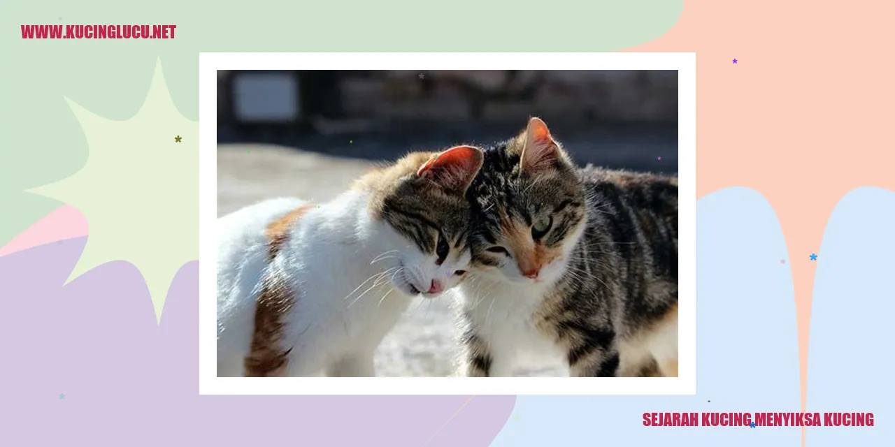 Kucing mendzalimi kucing