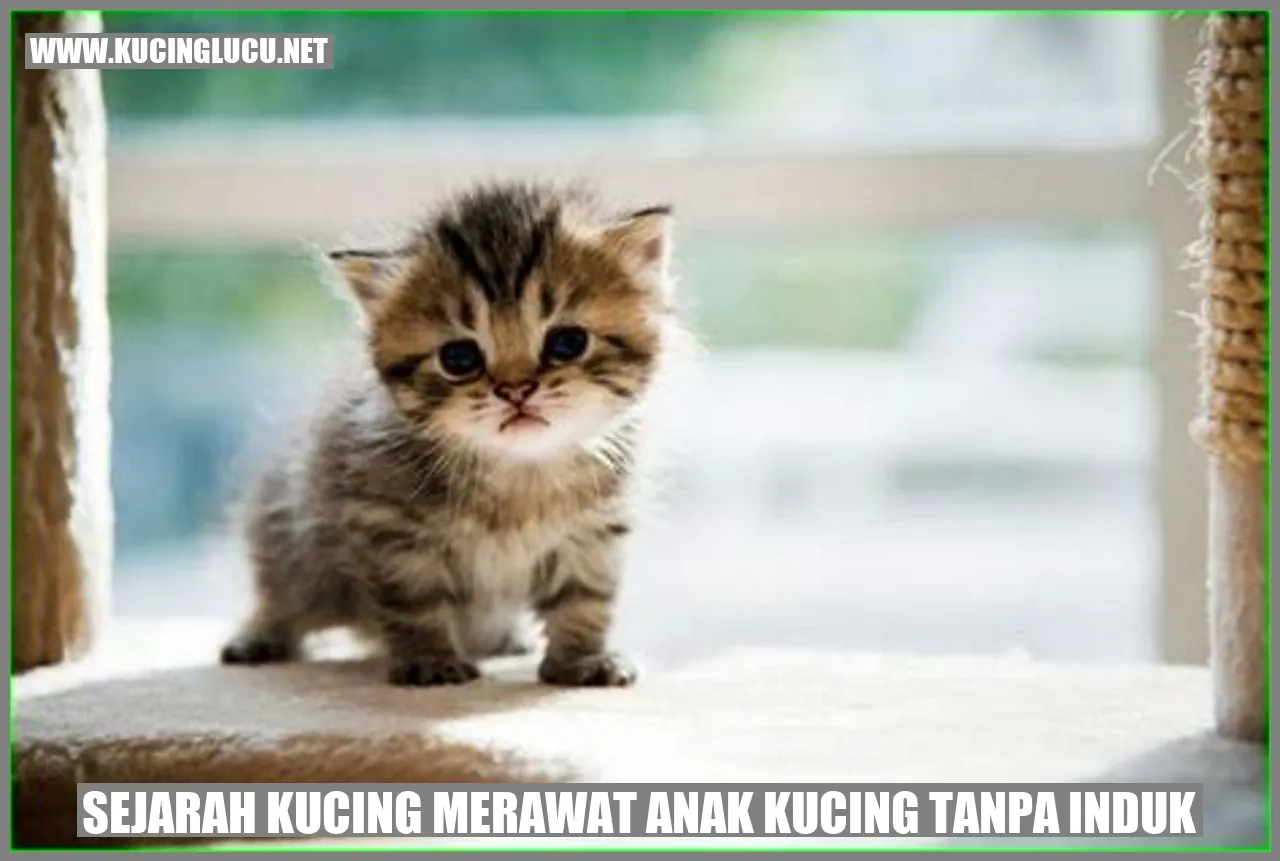 Kucing merawat anak kucing tanpa induk