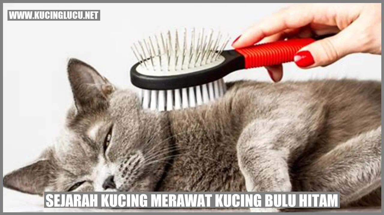 Kucing bulu hitam