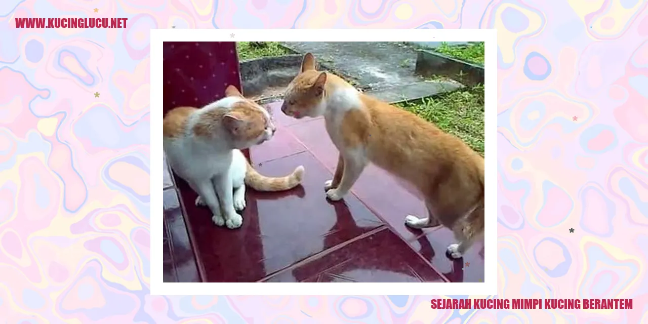 Gambar kucing mimpi kucing berantem