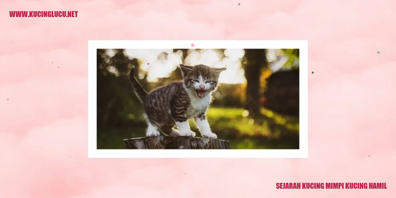 Gambar seekor kucing hamil