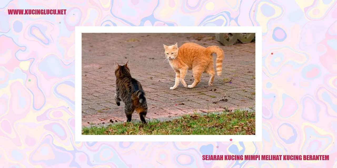 Gambarnya Kucing Berkelahi