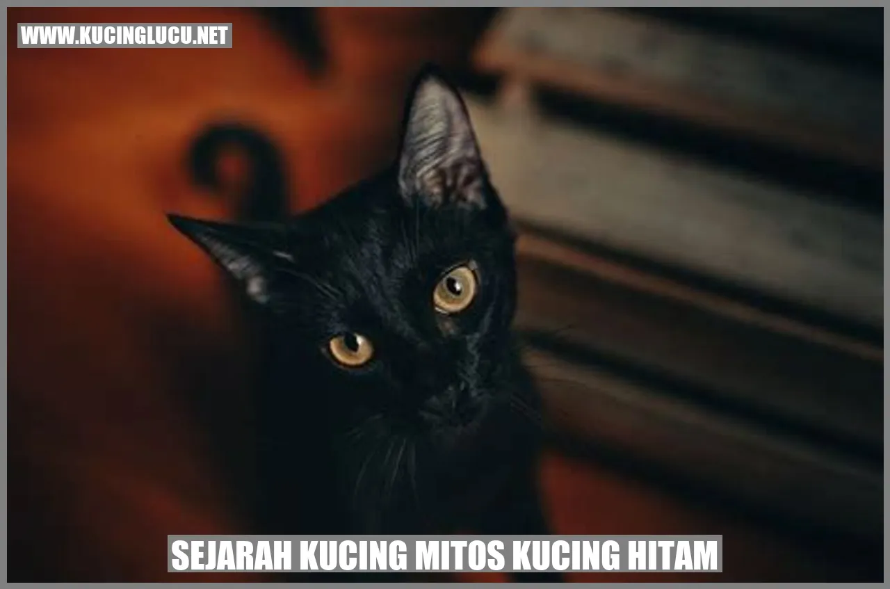 Gambar Kucing Hitam