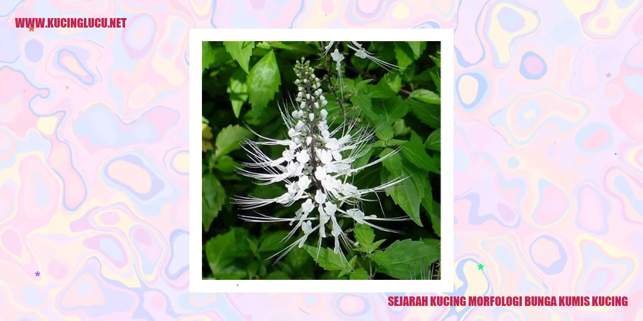 Gambar Kucing Morfologi Bunga Kumis Kucing