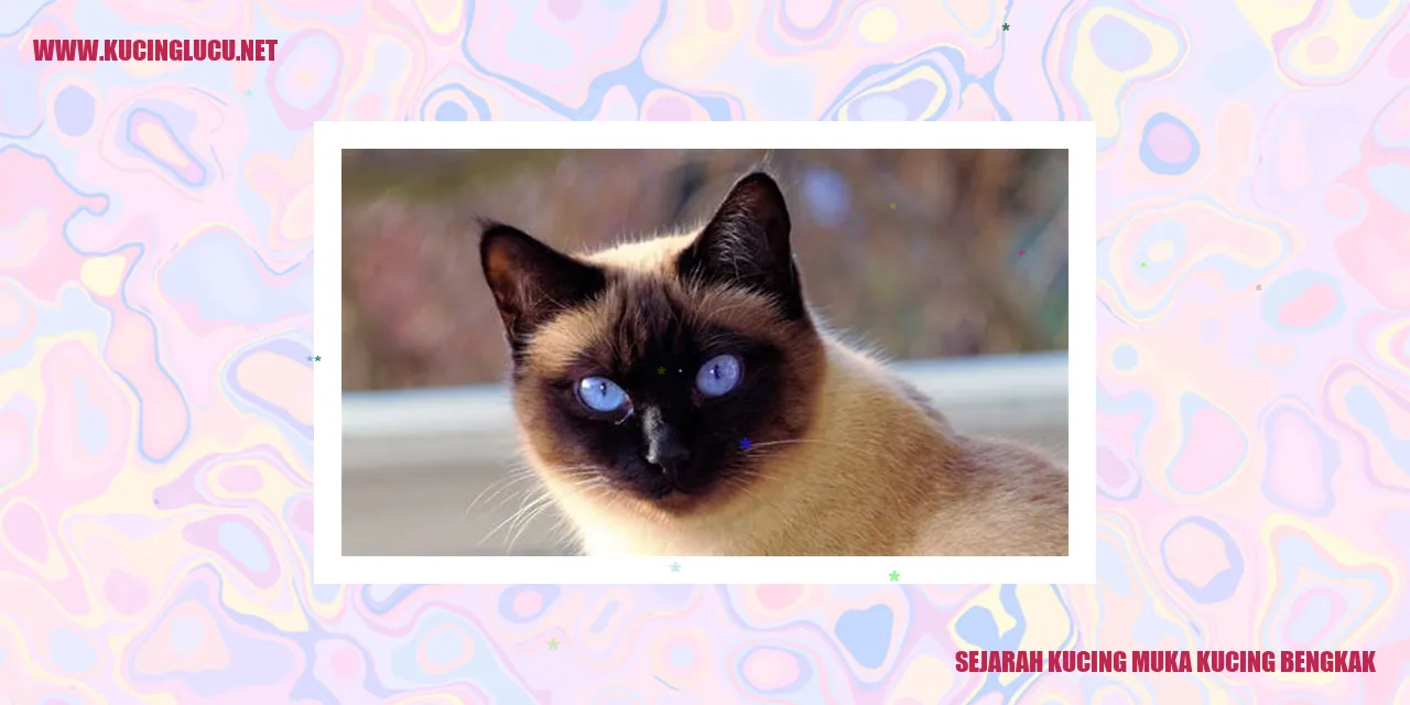 Gambar Kucing Muka Kucing Bengkak