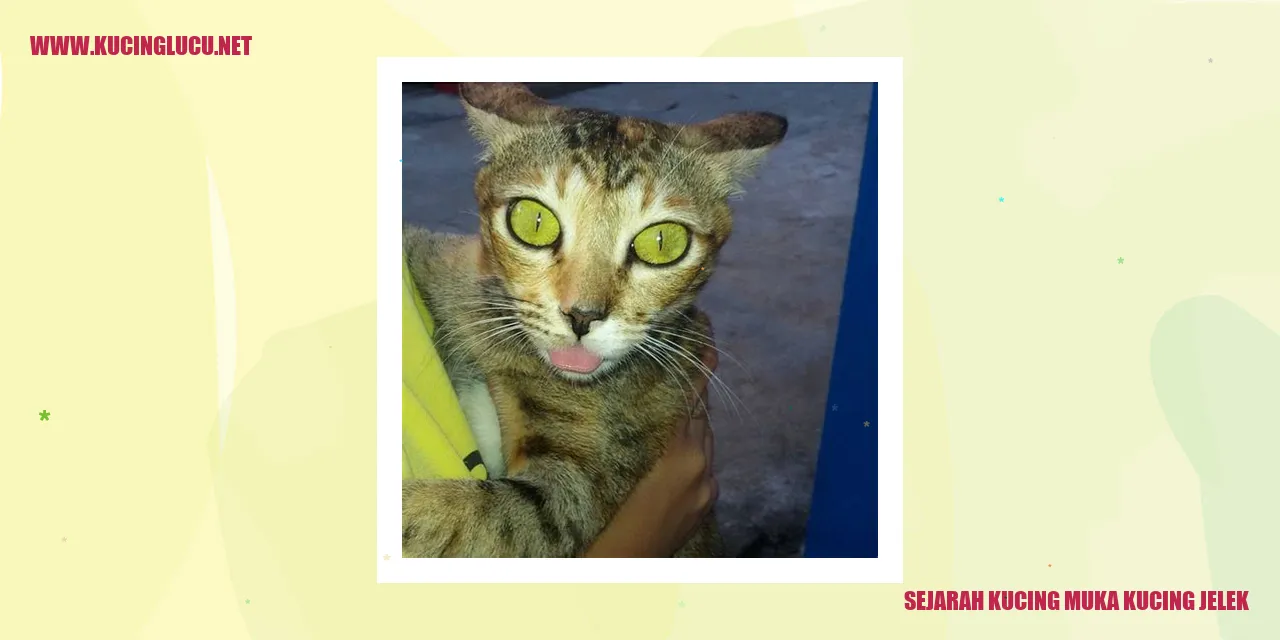 Kucing Muka Kucing Jelek