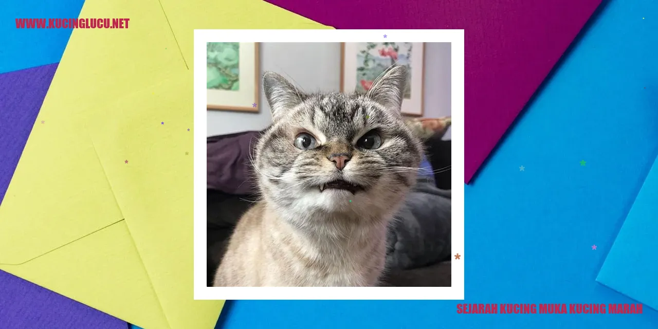 Ekspresi Seram Kucing Muka Kucing Marah