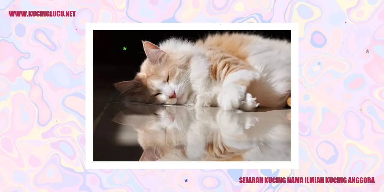 Kucing Anggora