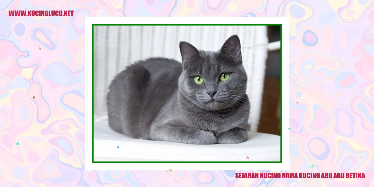 Kucing Betina Abu-abu