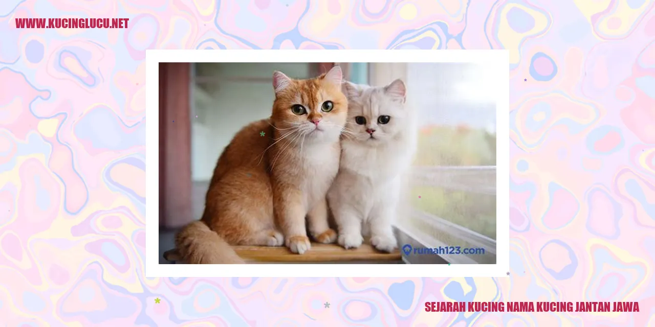 Ilustrasi Kucing Jantan Jawa