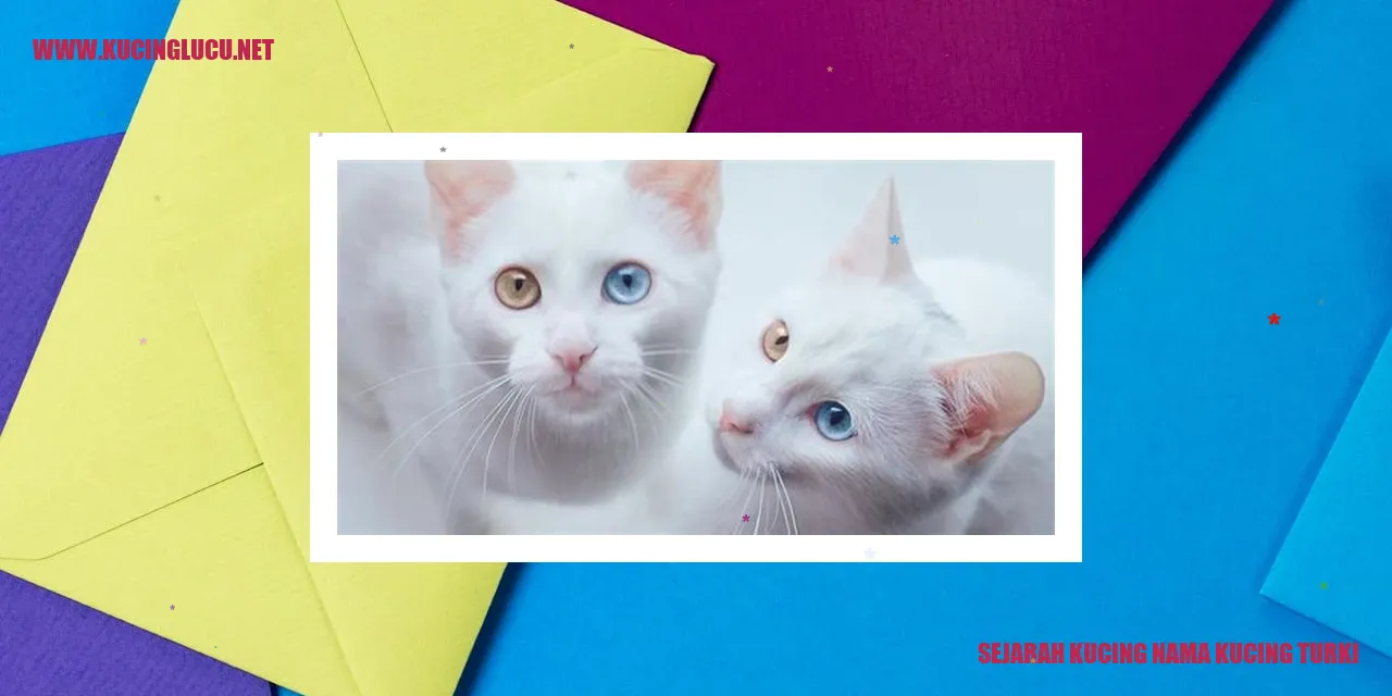 gambar kucing Anggora