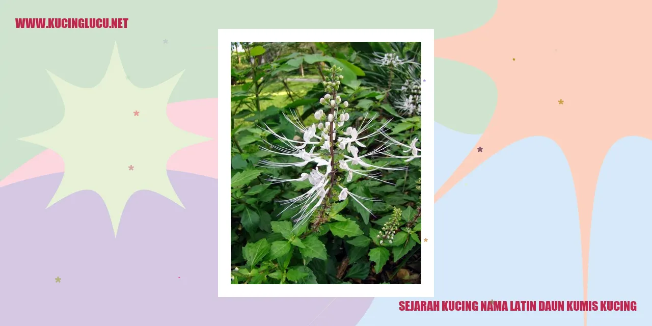 Sejarah Kucing Nama Latin Daun Kumis Kucing