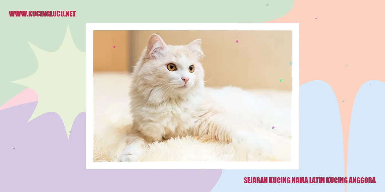 Sejarah Kucing Anggora