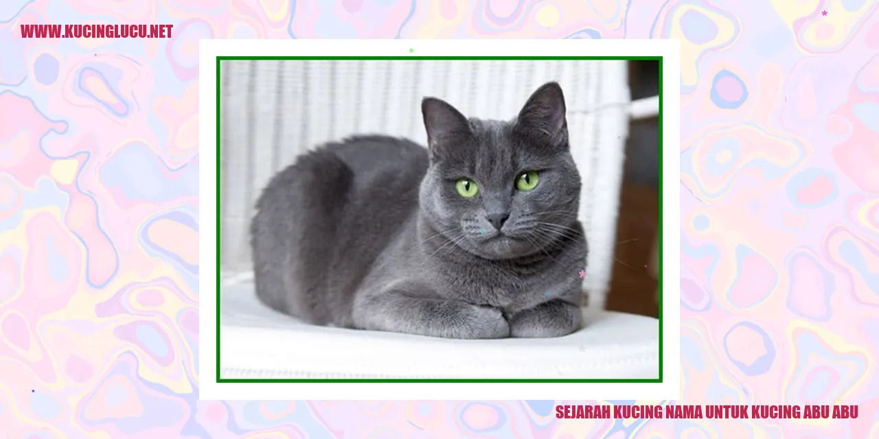 Gambar Kucing Abu Abu