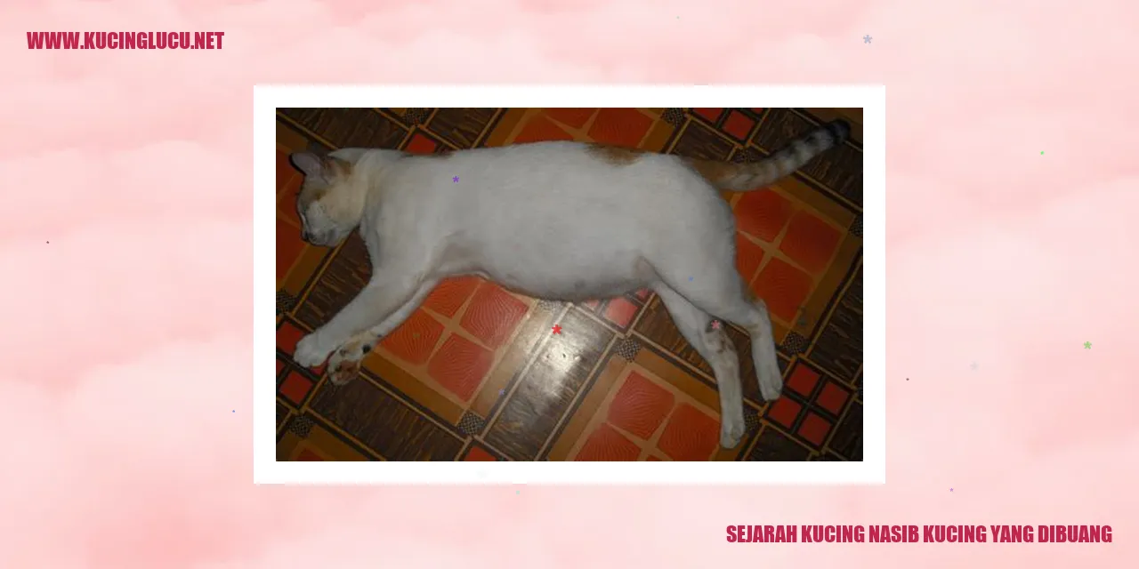 Gambar Seekor Kucing Terbuang