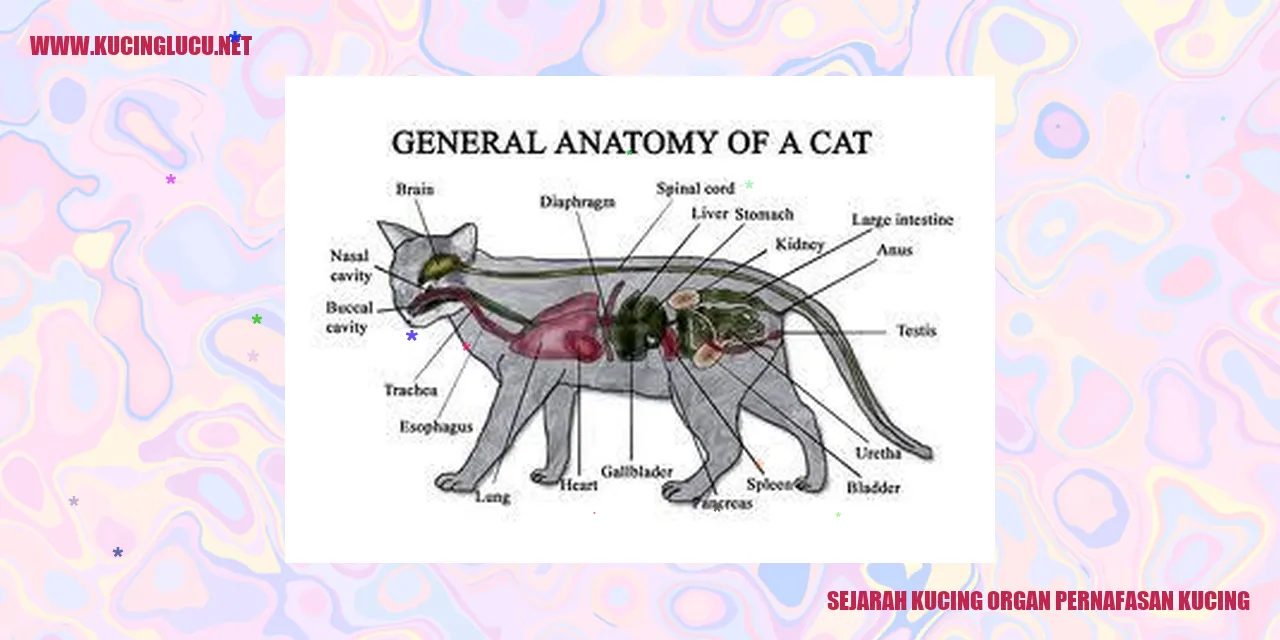 Sejarah Kucing organ pernafasan kucing