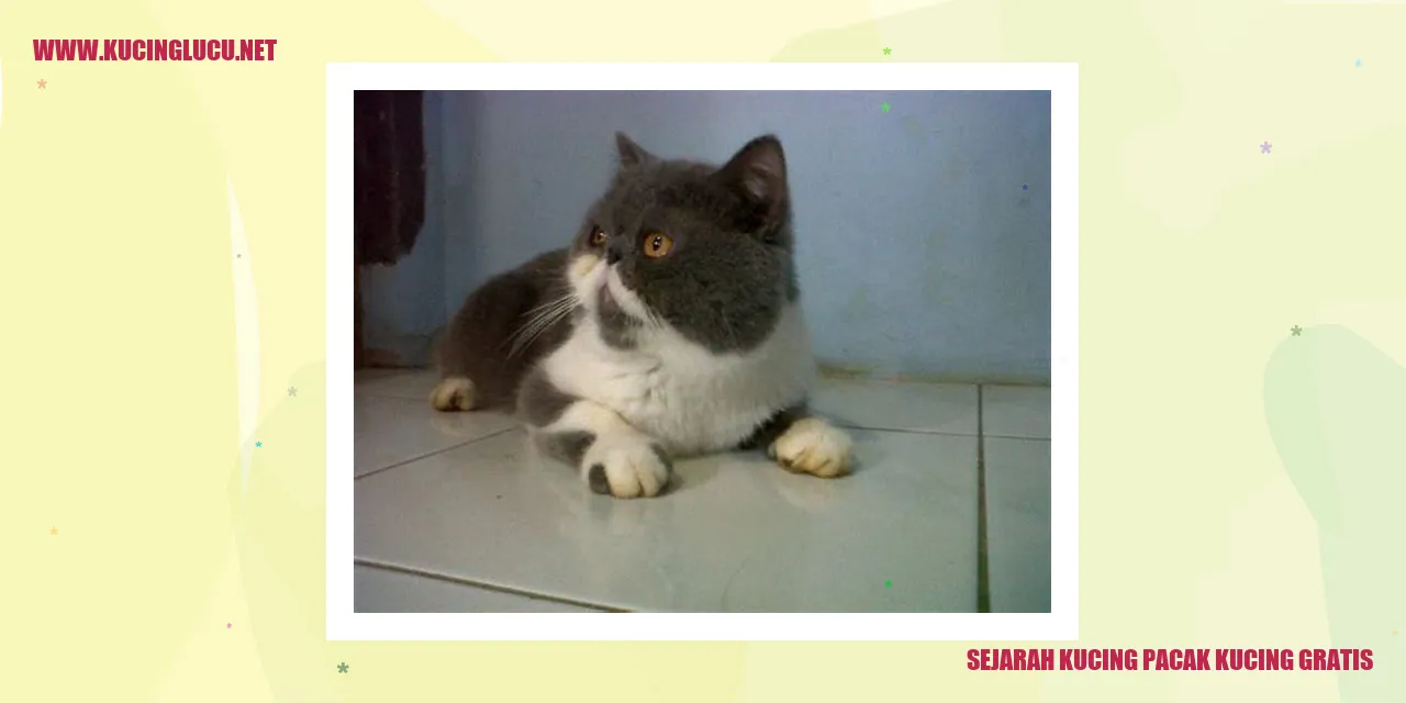 Gambar kucing pacak kucing gratis