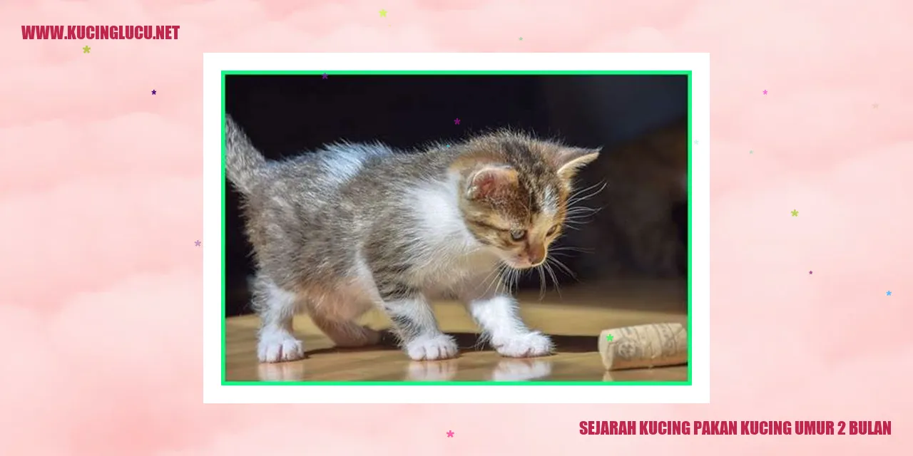 Gambar kucing