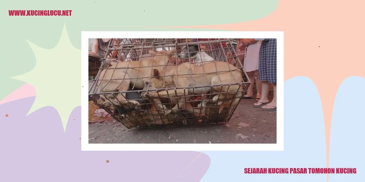 Kucing Pasar Tomohon Kucing