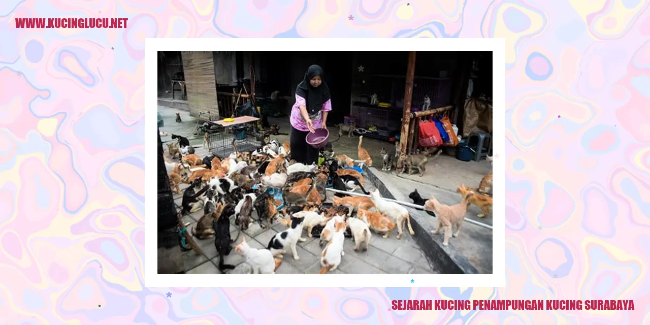 Kucing Penampungan Kucing Surabaya