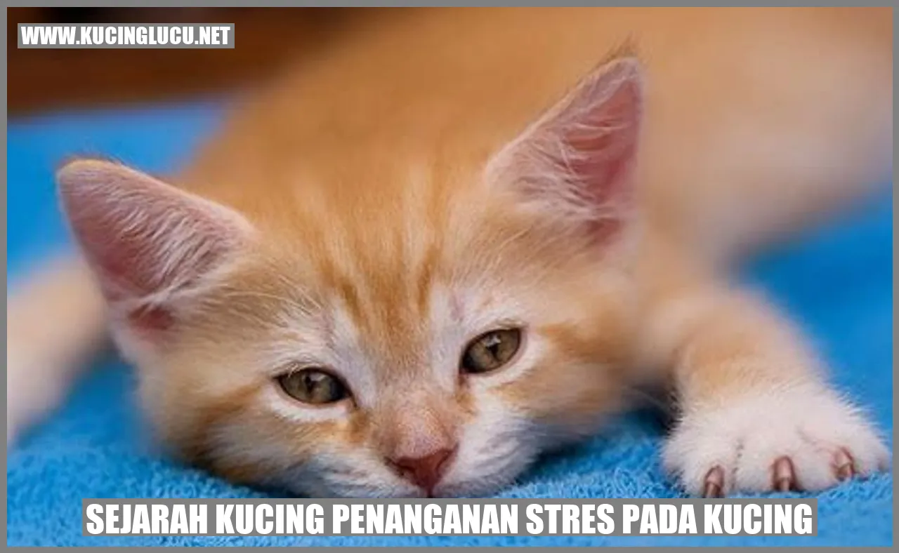 Gambar Kucing