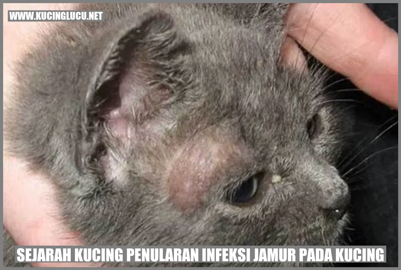 Sejarah Kucing penularan infeksi jamur pada kucing
