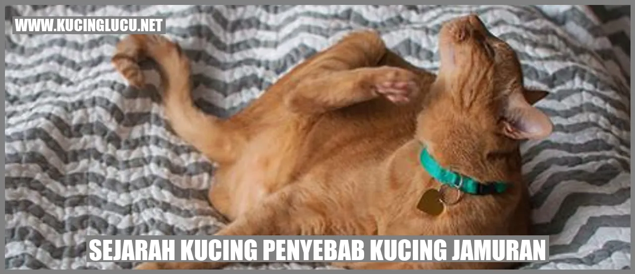 Sejarah Kucing Menyebabkan Kucing Tertular Jamur