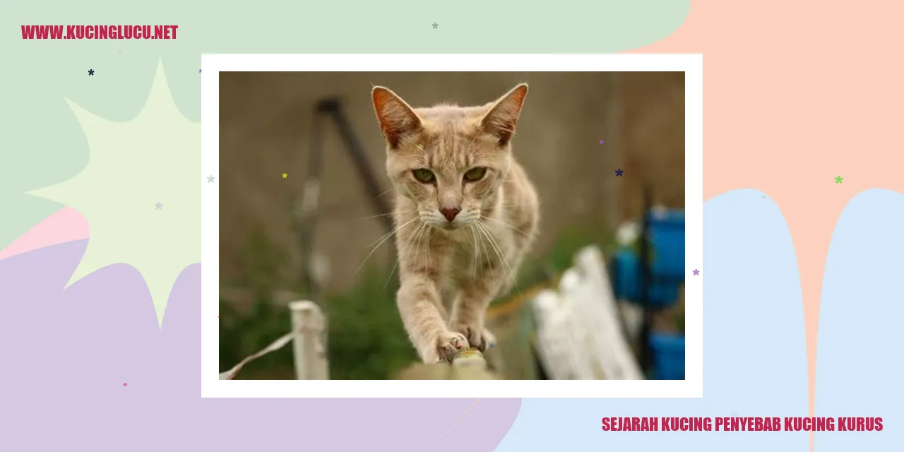 Gambar Kucing Kurus