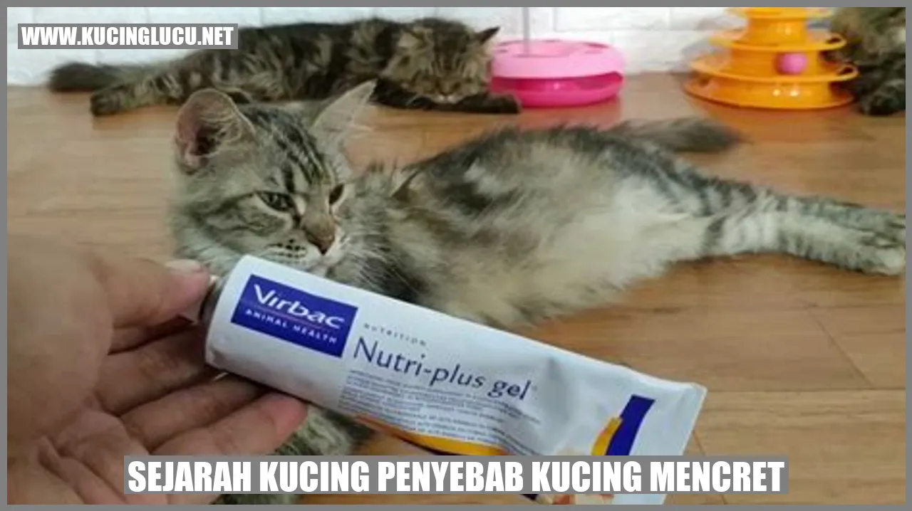 Gambar Kucing Mencret