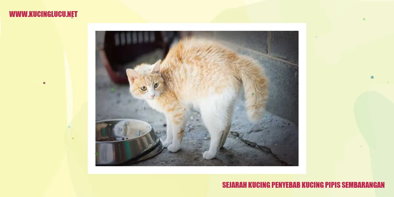 Gambar kucing lucu
