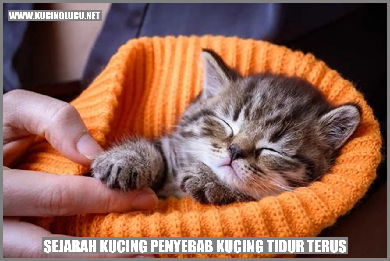 Gambar Kucing Suka Tidur Terus